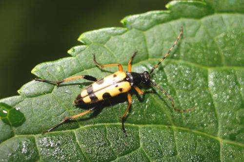 Réf. 330 402 : Rutpela maculata
